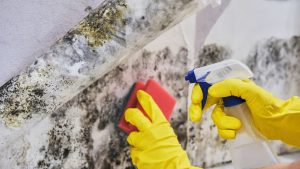 Raleigh Star Mold Removal